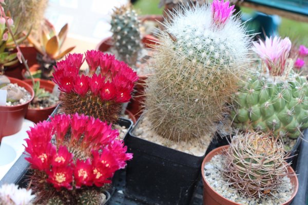 Kaktusz16_018