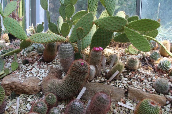 Kaktusz16_162