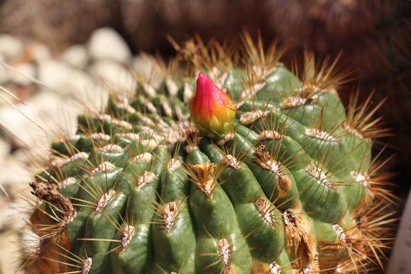 Kaktusz16_166