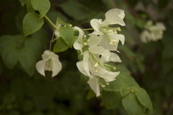 bougainvillea-250350_1920-600x399