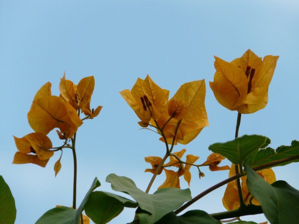 bougainvillea-73949_1920