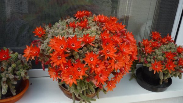 kaktusz_lekrinszkiné Huszka Mária1