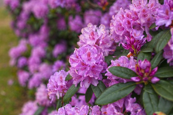 rhododendron-1020848_1920