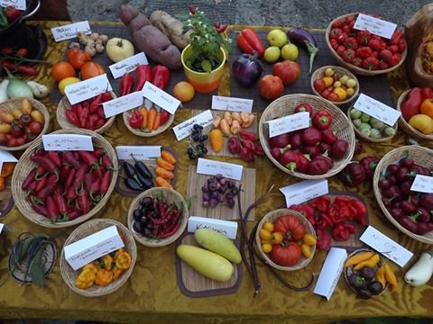 13319934_1005019752886433_4235574357935760762_n