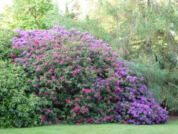 Valley Gardens1 (1024x768)