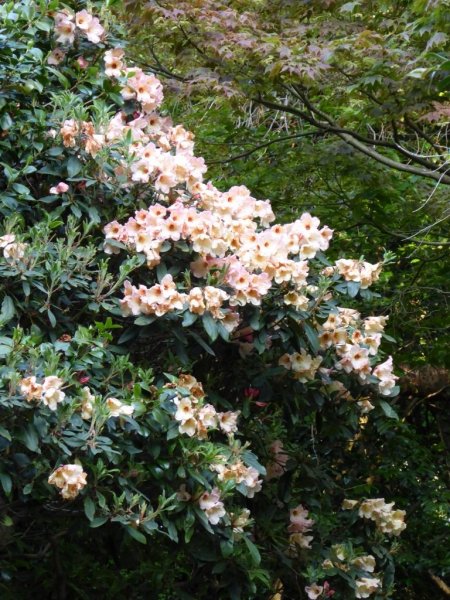 Valley Gardens10 (768x1024)