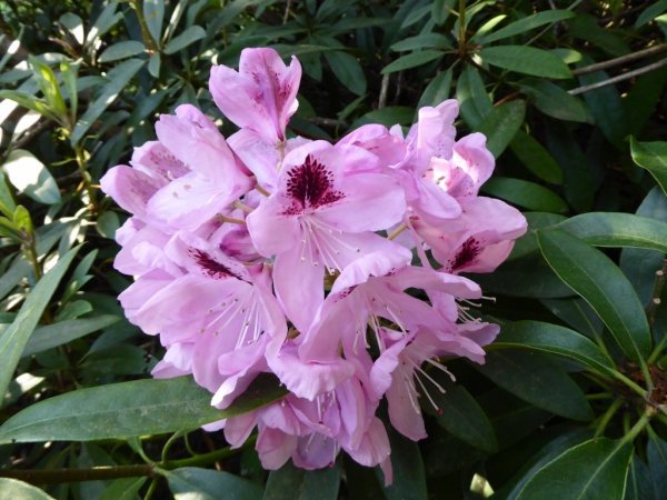 Valley Gardens11 (1024x768)