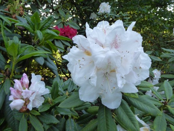 Valley Gardens12 (1024x768)