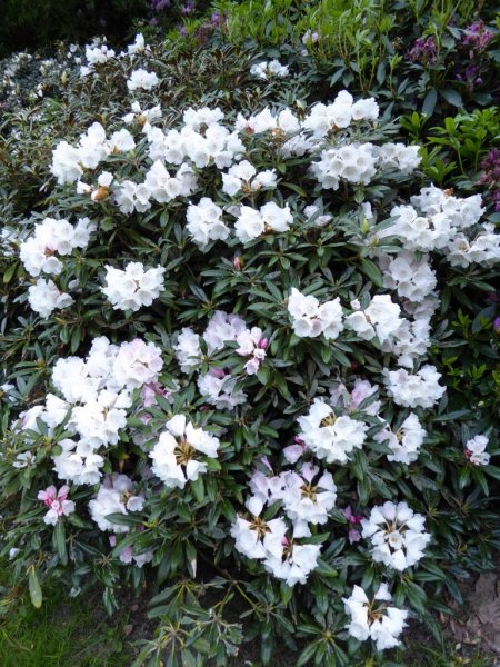 Valley Gardens13 (768x1024)