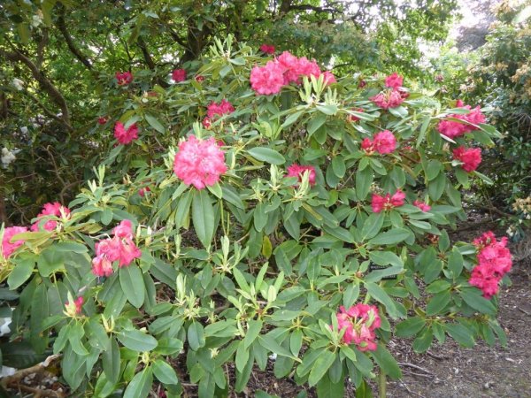 Valley Gardens16 (1024x768)