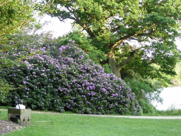 Valley Gardens18 (1024x768)