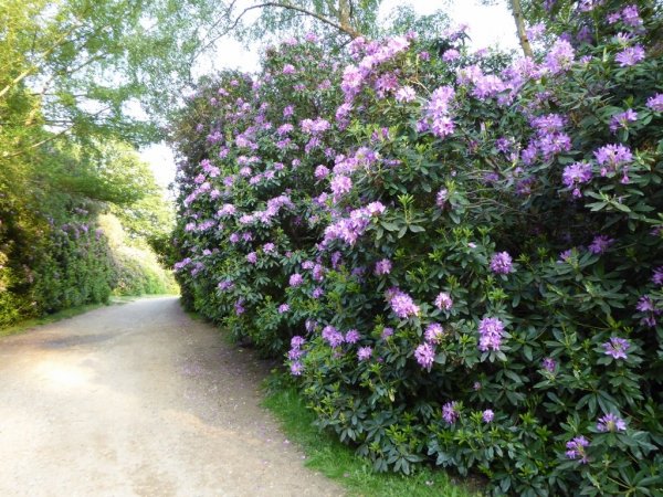 Valley Gardens2 (1024x768)