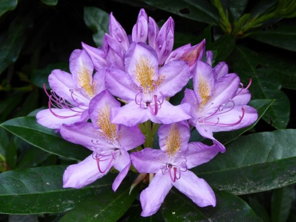 Valley Gardens3 (1024x768)