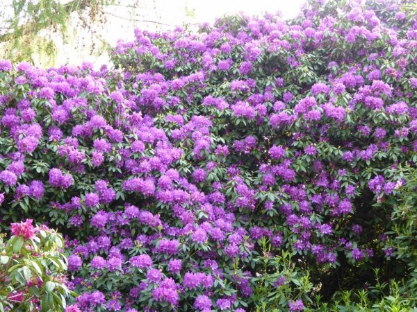 Valley Gardens4 (1024x768)