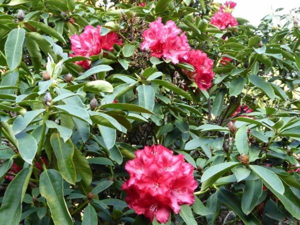 Valley Gardens5 (1024x768)