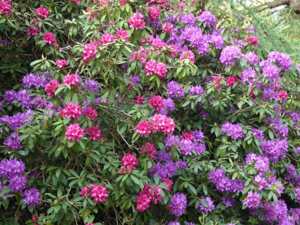 Valley Gardens6 (1024x768)