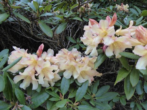 Valley Gardens7 (1024x768)