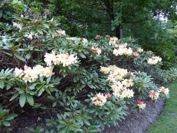 Valley Gardens8 (1024x768)