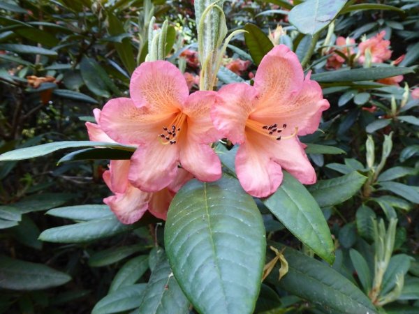 Valley Gardens9 (1024x768)