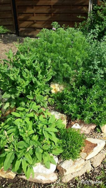 fűszerkert8
