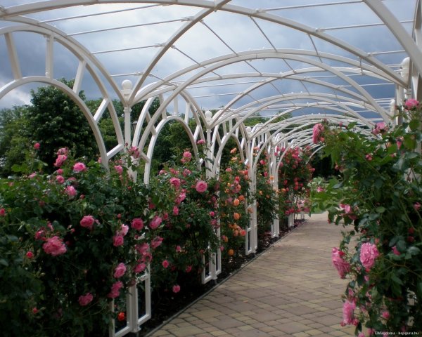 szolnoki-rozsakert