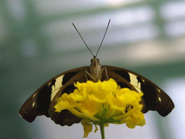 trópusi lepke14
