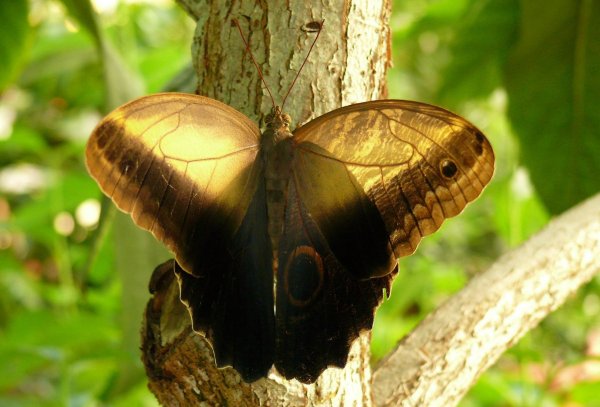 trópusi lepke7