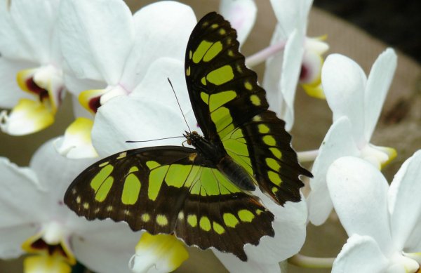 trópusi lepke9