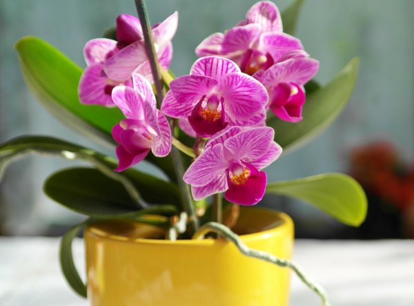 orchidea1