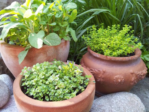 fűszerek_Zsálya, kakukkfű