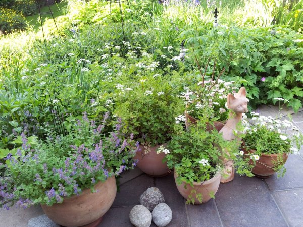 fűszerek_macsakmenta, turbolya, százszorszép, barátcserje