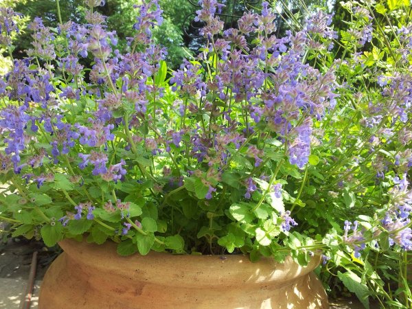 fűszerek_macskamenta