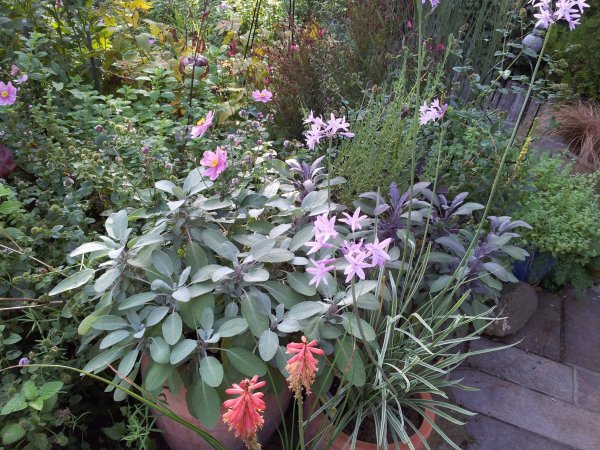 fűszerek_zsálya, díszfokhagyma, fáklyaliliom