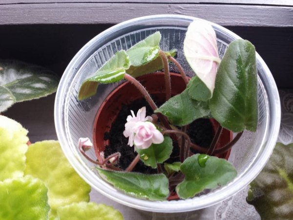 fokfoldi_ibolya_szaporitas2