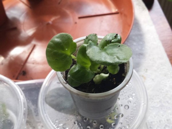 fokfoldi_ibolya_szopitas