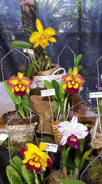 orchidea_kiallitas13