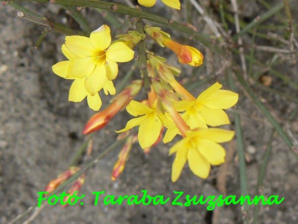 02_februar_taraba_zsuzsanna_2