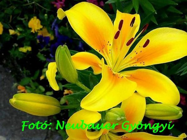 06_junius_neubauer_gyongyi_2