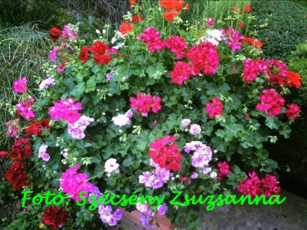 08_augusztus_szecseny_zsuzsanna_2