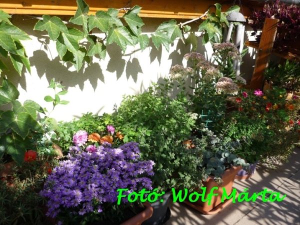 09_szeptember_wolf_marta_2