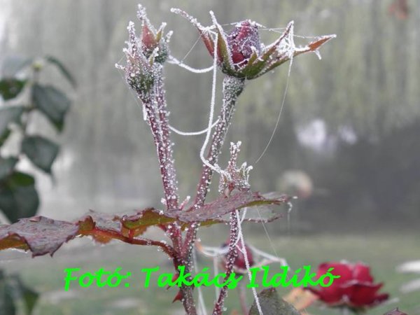 11_november_takacs_ildiko_2