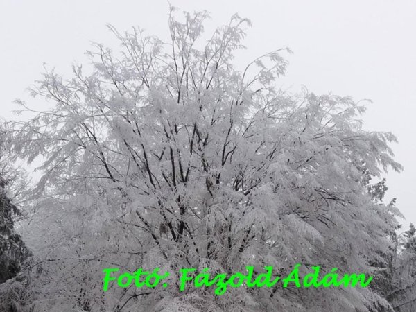 12_december_fazold_adam_2