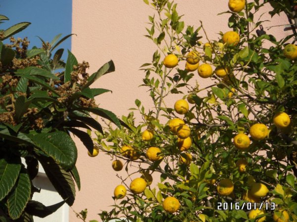 horvatorszag_teli-novenyek7