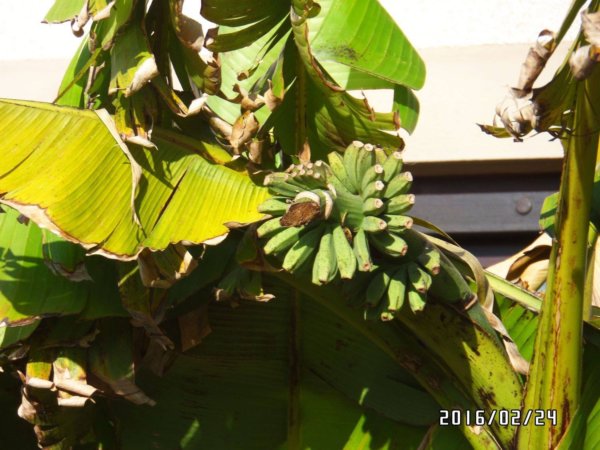 horvatorszag_teli-novenyek9