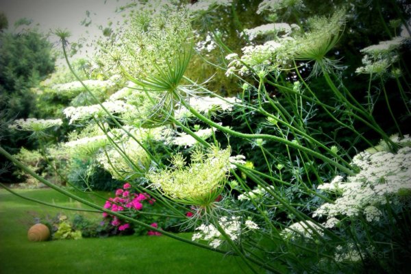 hortenzias_piheno