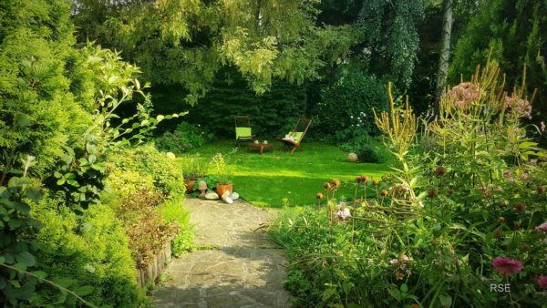 hortenzias_piheno1
