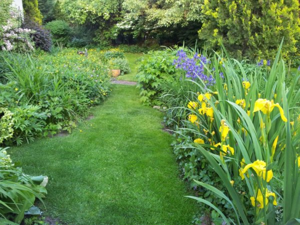 hortenzias_piheno10