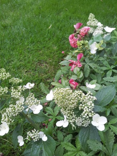 hortenzias_piheno11
