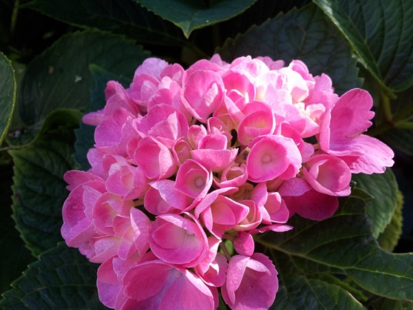 hortenzias_piheno12