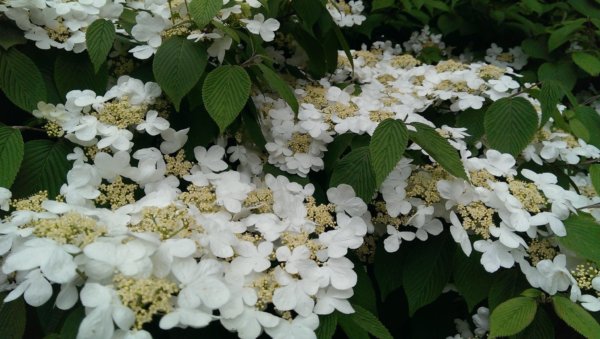 hortenzias_piheno16